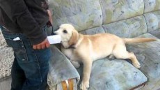 Tremendo: manten�a relaciones amorosas con un perro.
