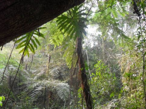 La Selva del Paraguay