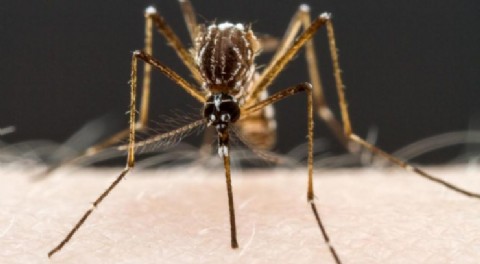 ¡Pican, pican los mosquitos! Salud Pública alerta sobre incremento de casos de dengue y chikingunya