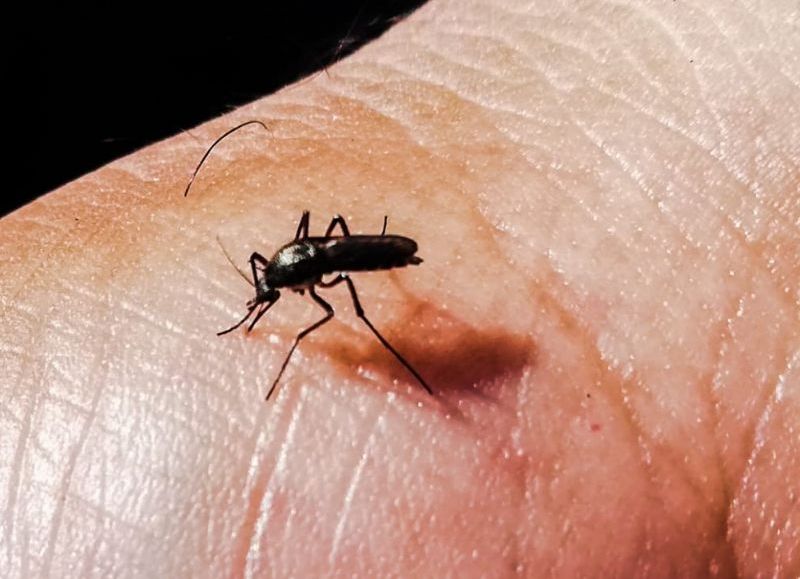 Chikungunya: su desarrollo tiene tres etapas y sus síntomas pueden extenderse por varios meses