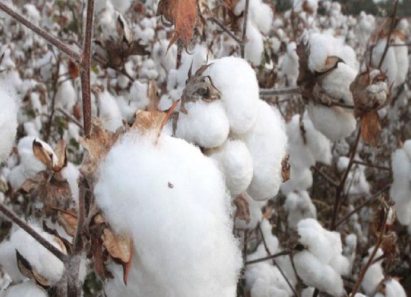 VIDEO | Lanzan un proyecto para reactivar la producción del algodón