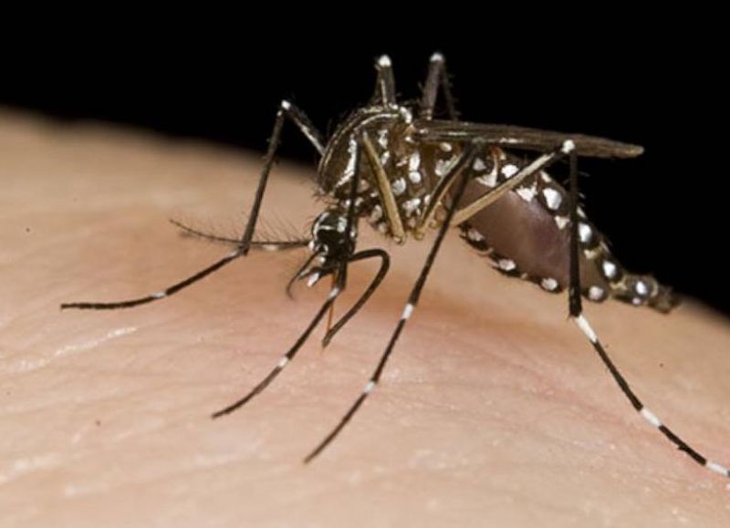 Exponencial aumento de los casos de dengue en Paraguay