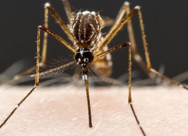¡Pican, pican los mosquitos! Salud Pública alerta sobre incremento de casos de dengue y chikingunya